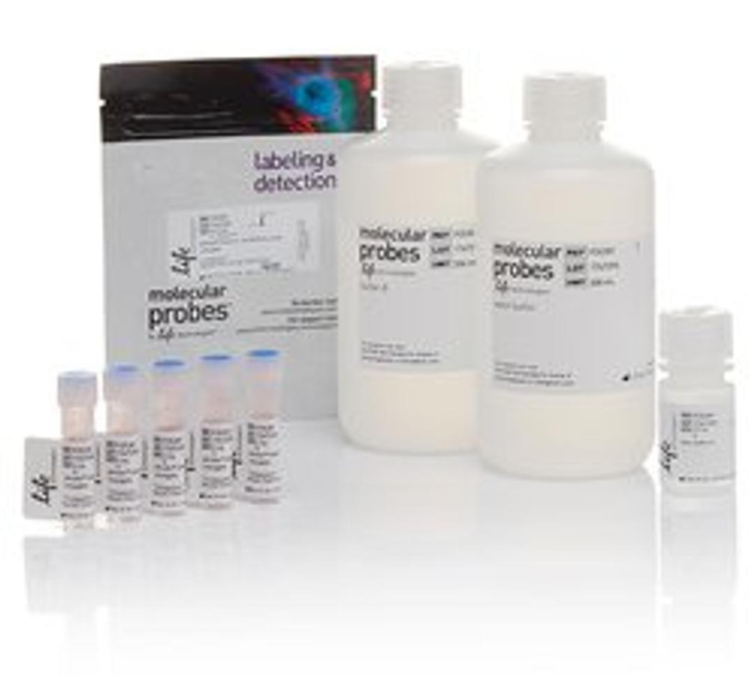 Invitrogen™ pHrodo™ Green E. coli BioParticles™ Phagocytosis Kit for Flow Cytometry  - Thermo Fisher Scientific - Life Sciences