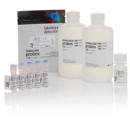 Invitrogen™ pHrodo™ Green E. coli BioParticles™ Phagocytosis Kit for Flow Cytometry  - Thermo Fisher Scientific - Life Sciences