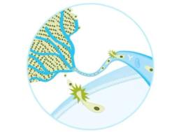 Cell Migration & Invasion Assay Kits - Merck - Life Sciences
