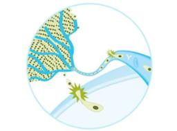 Cell Migration & Invasion Assay Kits - Merck - Life Sciences