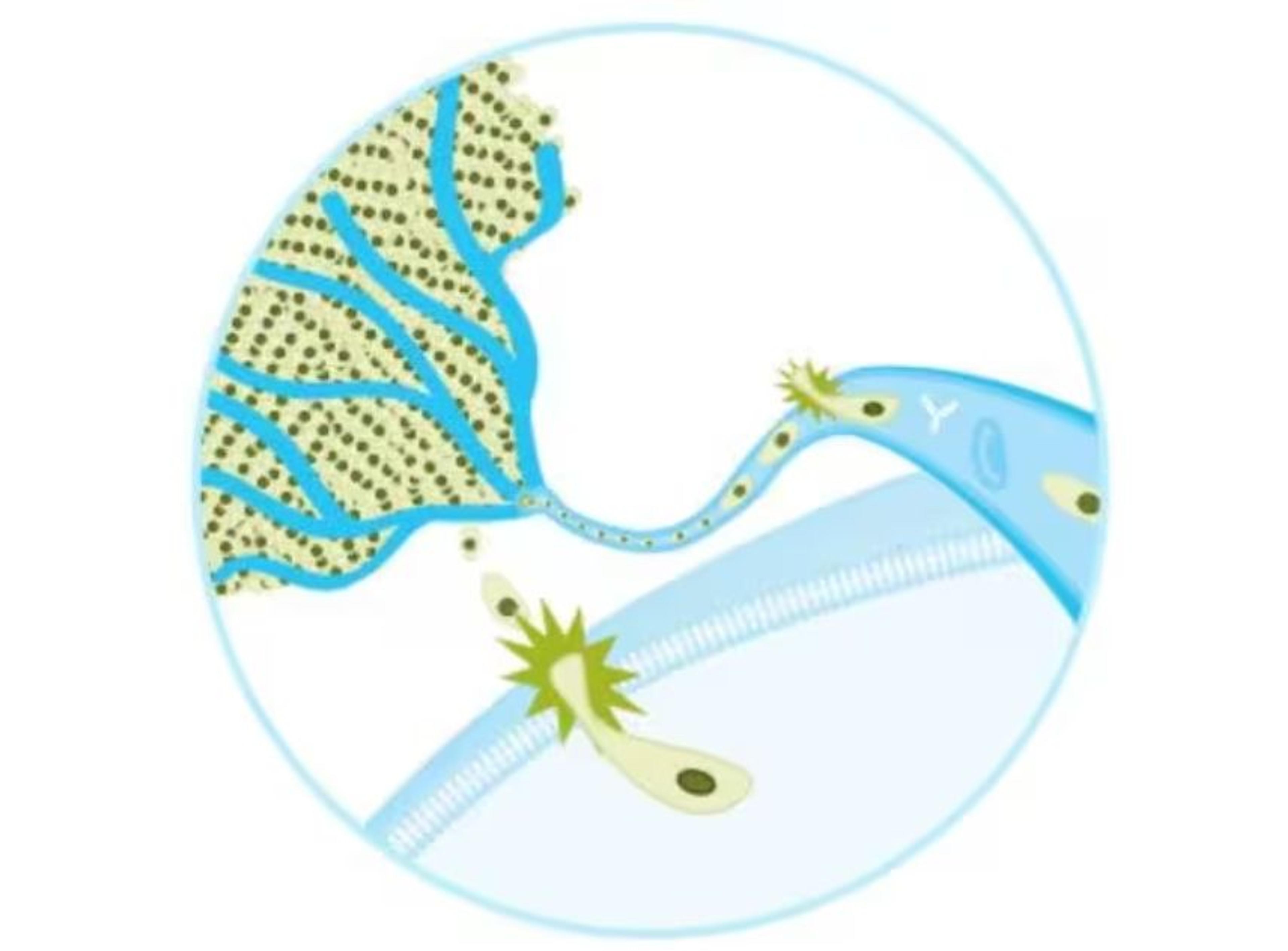 Cell Migration & Invasion Assay Kits - Merck - Life Sciences