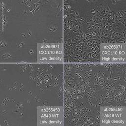 Human CXCL10 (IP10) knockout A549 cell line - Abcam plc - Life Sciences