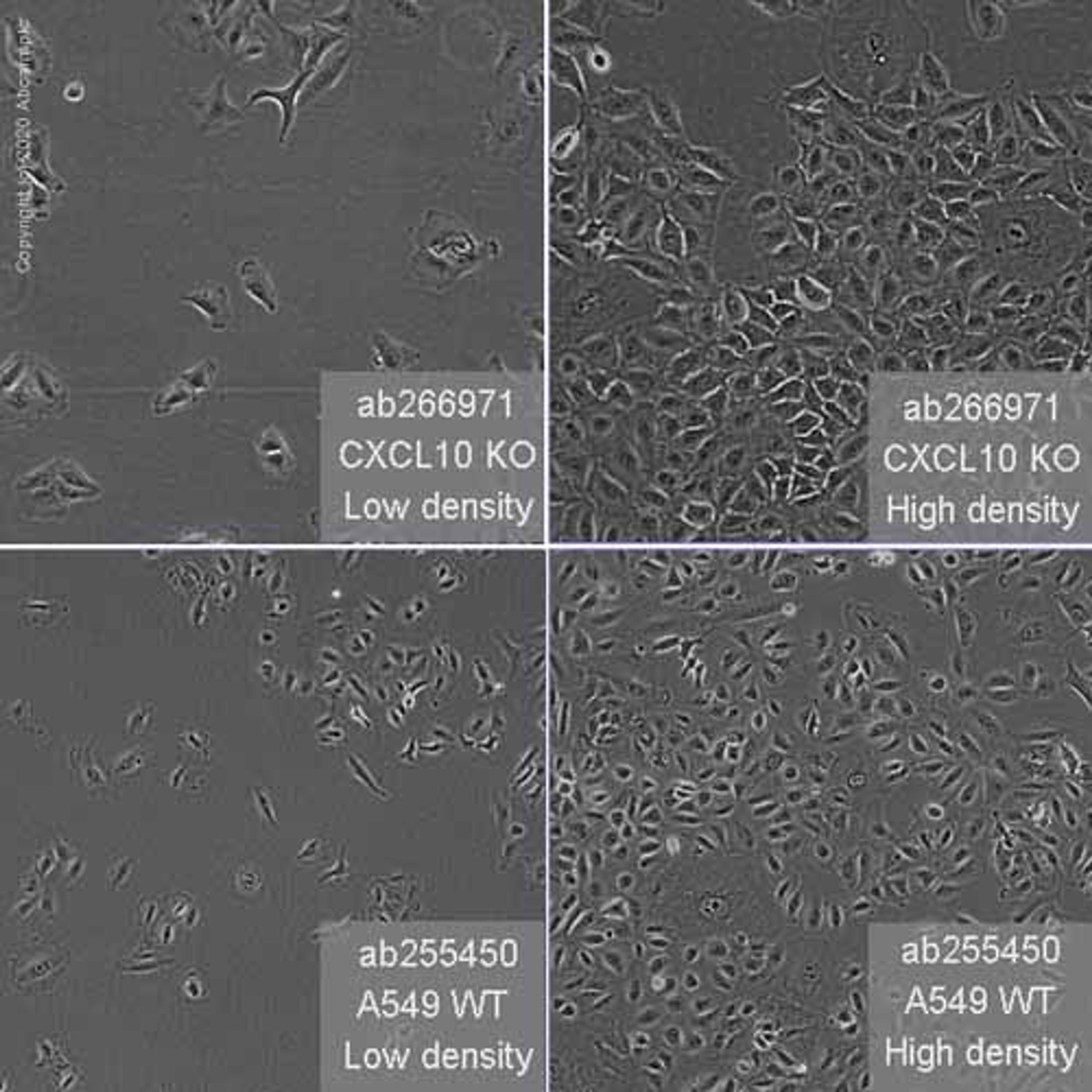 Human CXCL10 (IP10) knockout A549 cell line - Abcam plc - Life Sciences