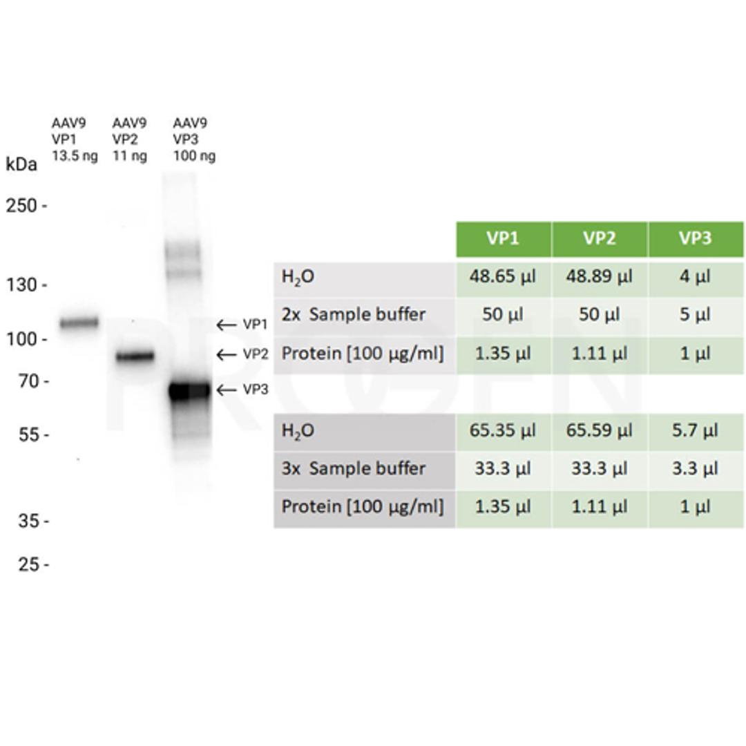 AAV9 VP3, recombinant protein - PROGEN