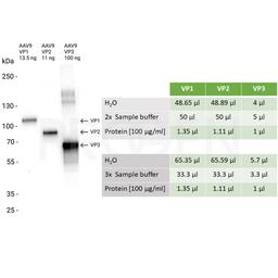 AAV9 VP3, recombinant protein - PROGEN
