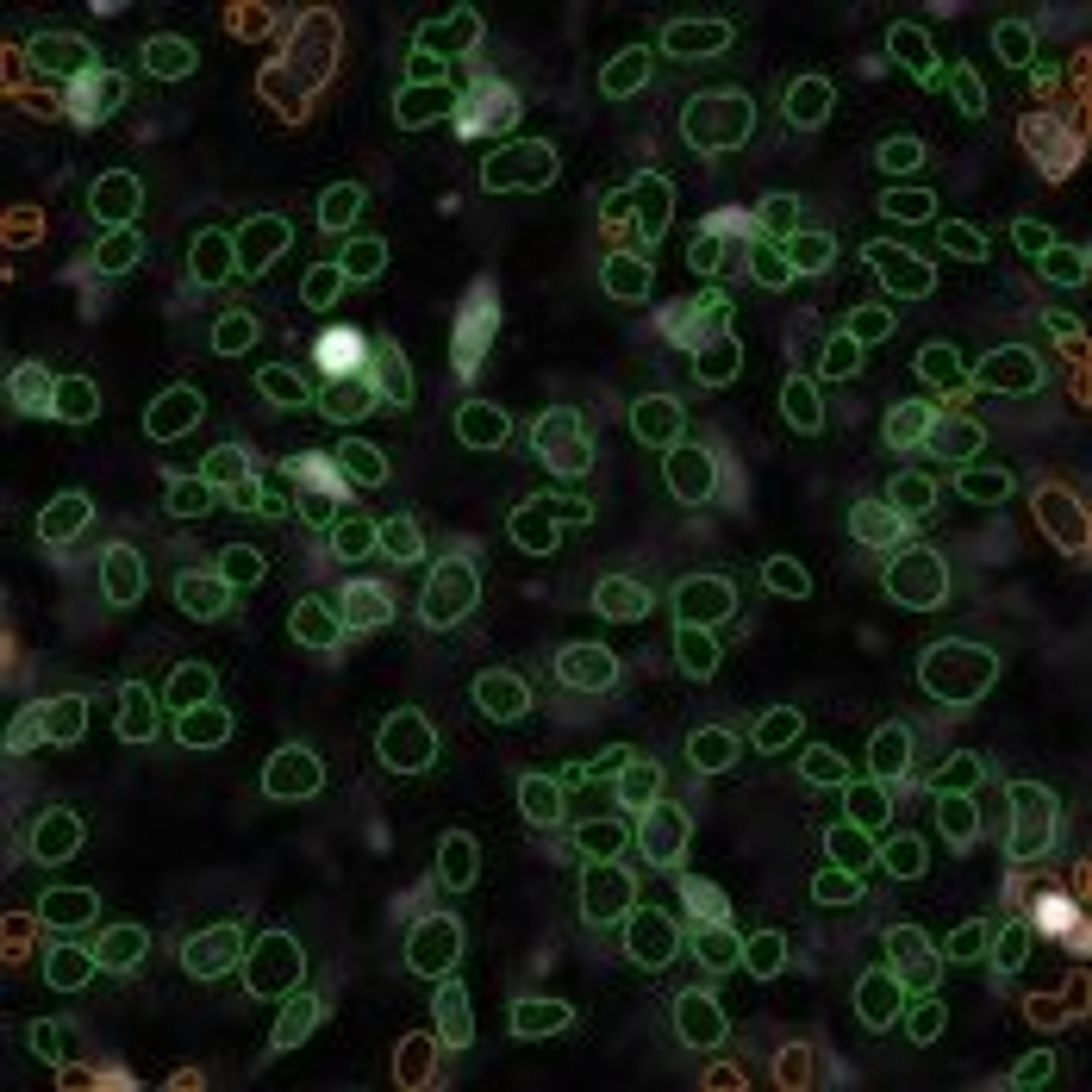 Cell Cycle V2 Image Analysis BioApplication - null - Life Sciences