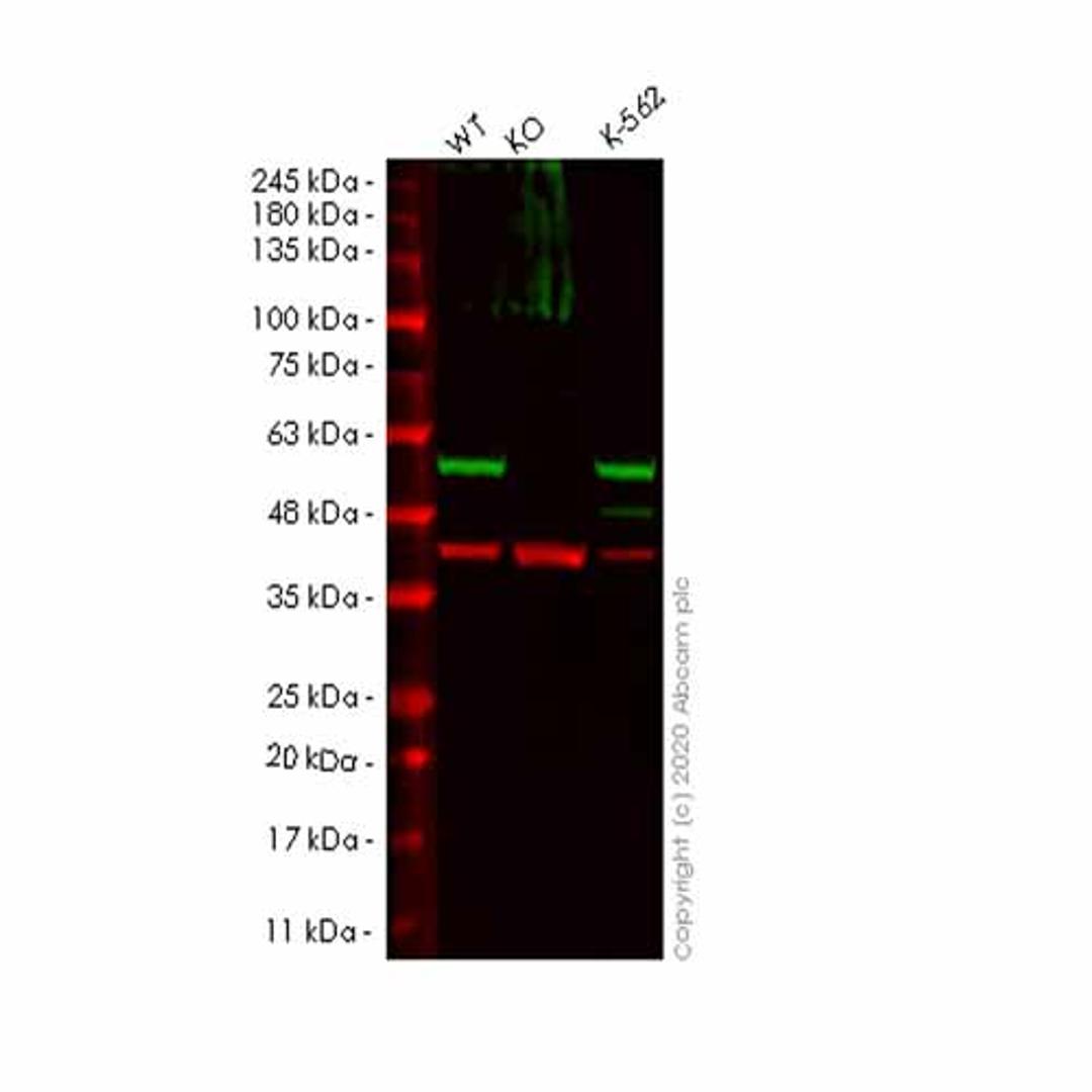 Human PRKAR2A (PKA R2/PKR2) knockout HeLa cell line - Abcam plc - Life Sciences