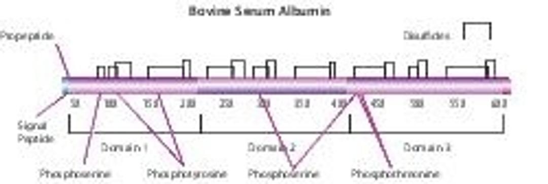 Bovine Serum Albumin - Merck KGaA, Darmstadt, Germany - Life Sciences