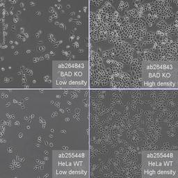 BAD knockout HeLa