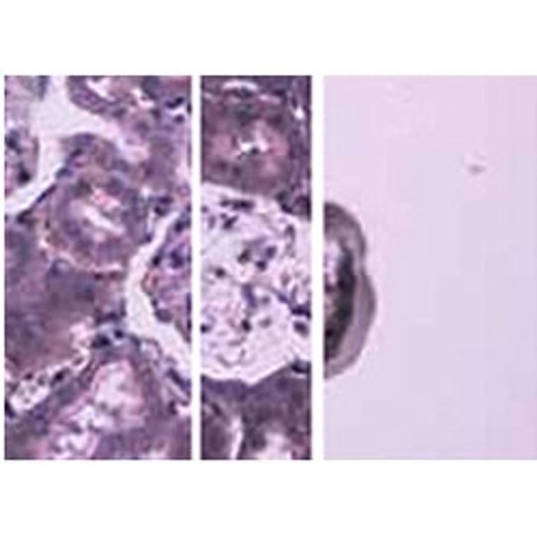 Arcturus Cellect Laser Capture Microdissection (LCM) System - Thermo Fisher Scientific