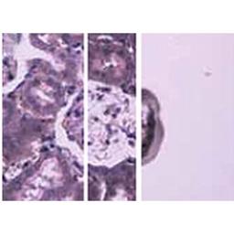 Arcturus Cellect Laser Capture Microdissection (LCM) System - Thermo Fisher Scientific