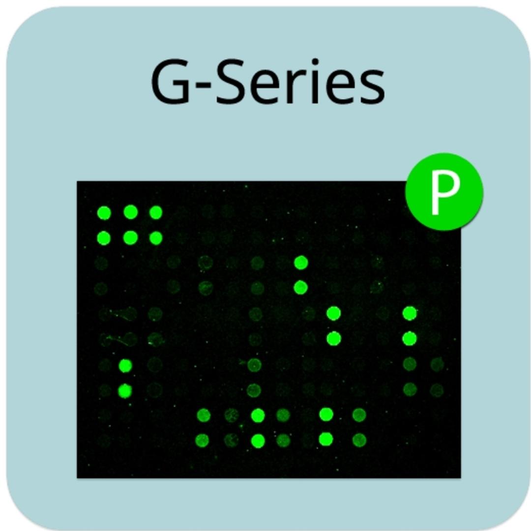 Human Tyrosine Phosphorylation Array G1 - RayBiotech Inc. - Life Sciences