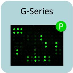 Human Tyrosine Phosphorylation Array G1 - RayBiotech Inc. - Life Sciences
