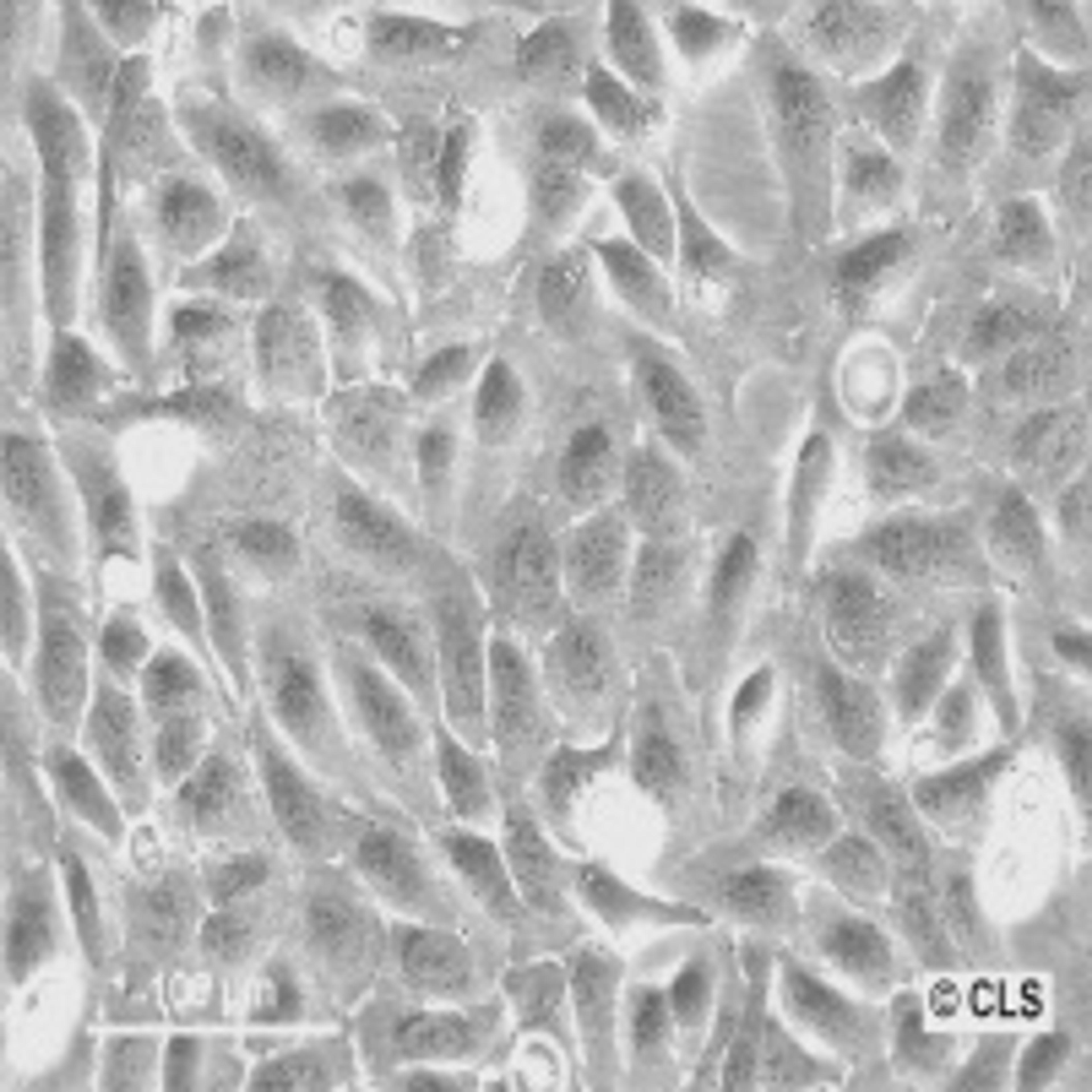 U-2 OS-CRISPR-NUP96-mMaple clone no.16 - Cell Lines Service GmbH - Life Sciences