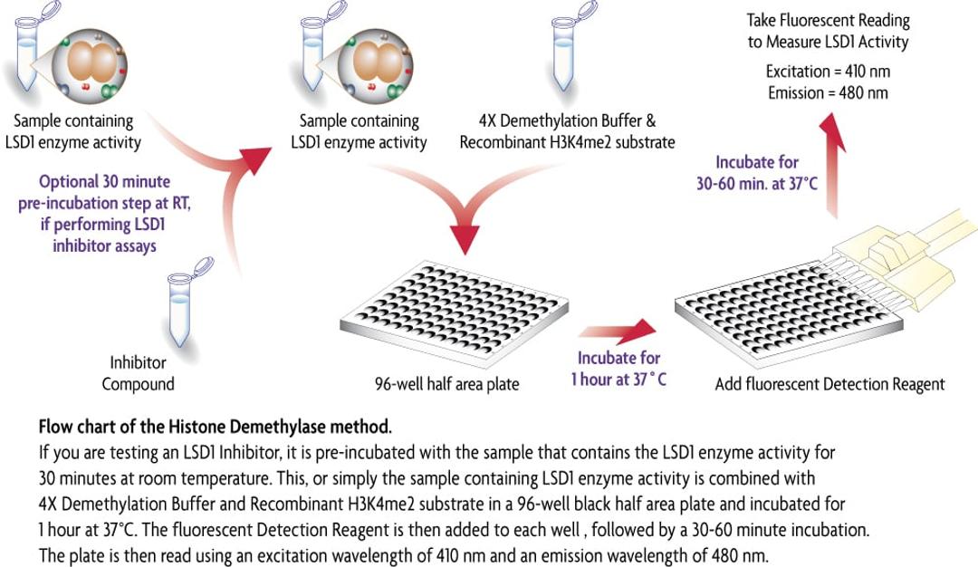 Histone Demethylase Assay (Fluorescent) - Active Motif