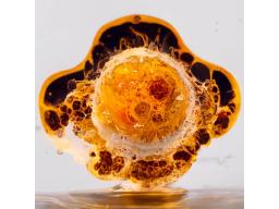 OrganoidXplore - Crown Bioscience - Drug discovery > Pre-Clinical Development