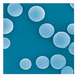 Bulk HPLC & Preparative Spherical Medias - SiliaSphere® - SiliCycle Inc. - Separations