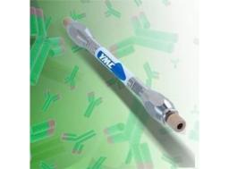 Size Exclusion Chromatography (SEC) Column for mAb Separations - YMC Europe - Separations