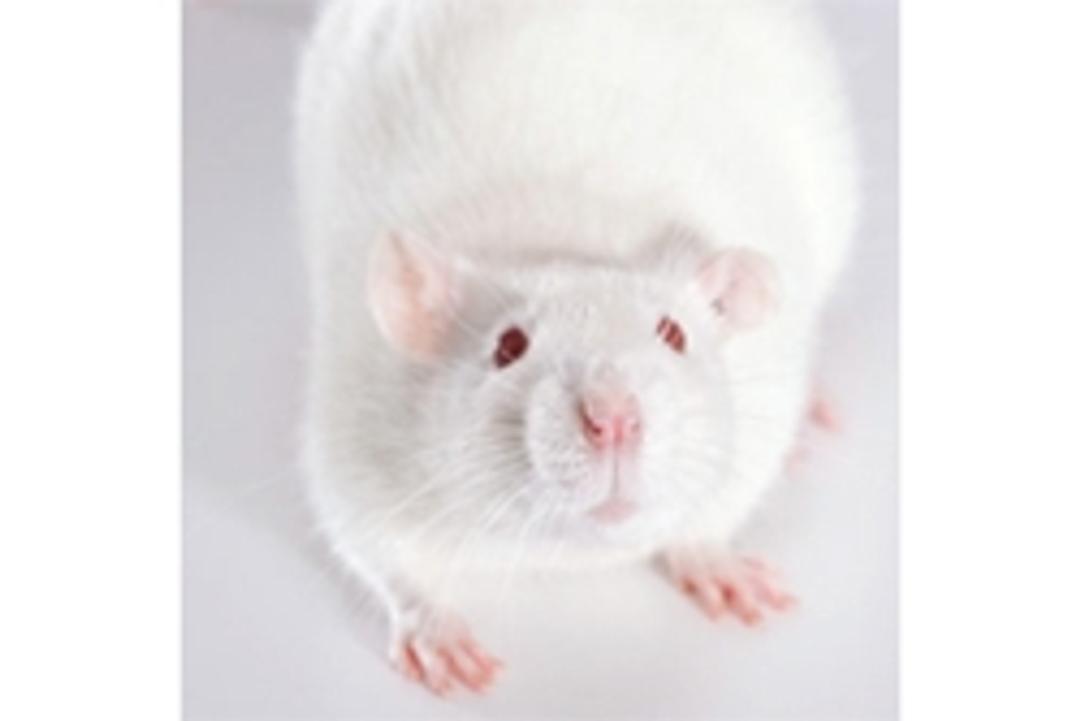 Neuroligin 3 (Nlgn3) Knockout Rat - SAGE Labs - Drug discovery > Pre-Clinical Development