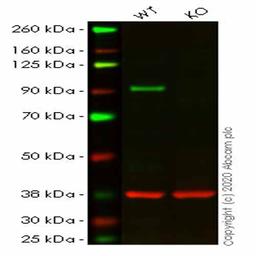 Human STAT5B knockout HeLa cell line - Abcam plc - Life Sciences