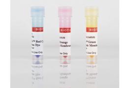 CellBrite® Cytoplasmic Membrane Dyes - Biotium - Life Sciences