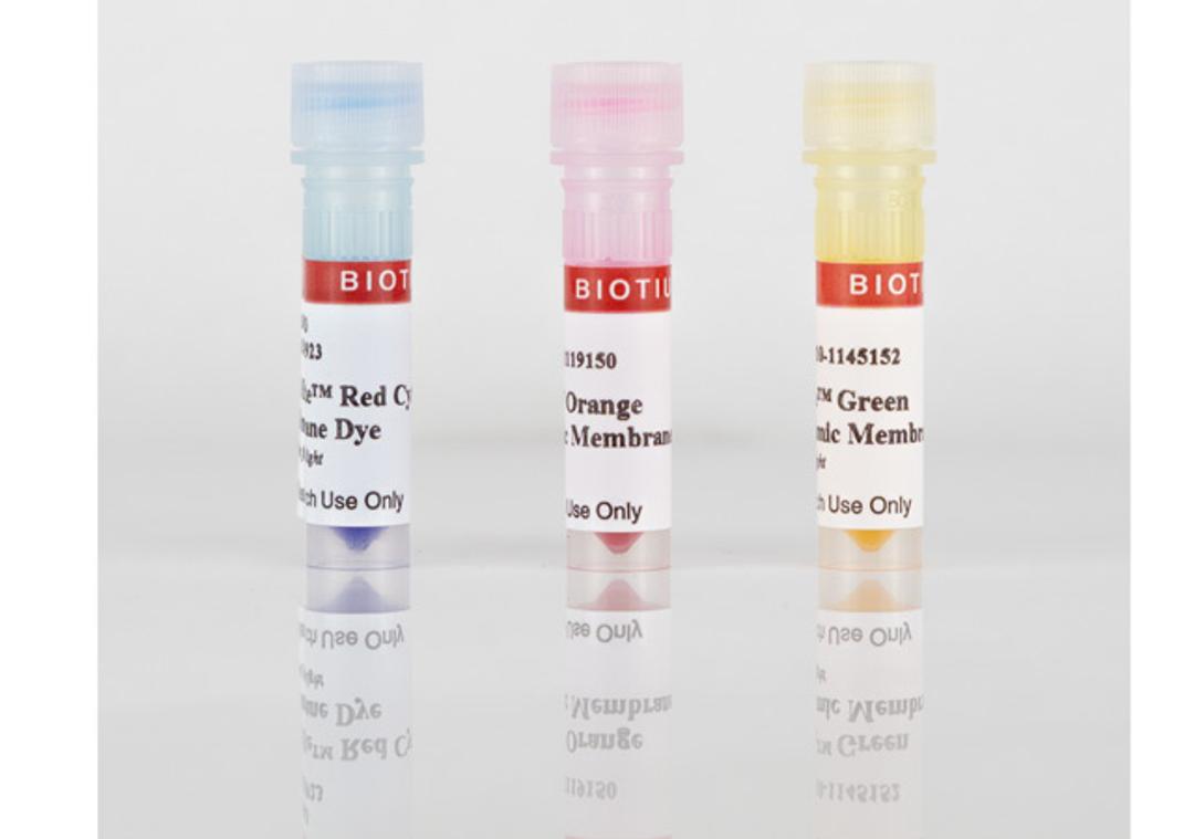 CellBrite® Cytoplasmic Membrane Dyes - Biotium - Life Sciences