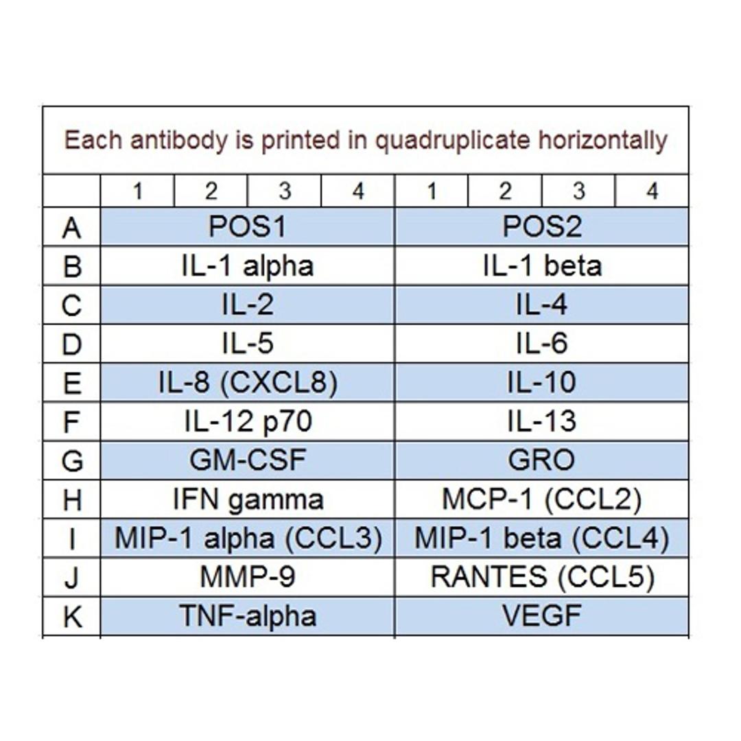 Human Cytokine Array Q1 - RayBiotech Inc. - Life Sciences