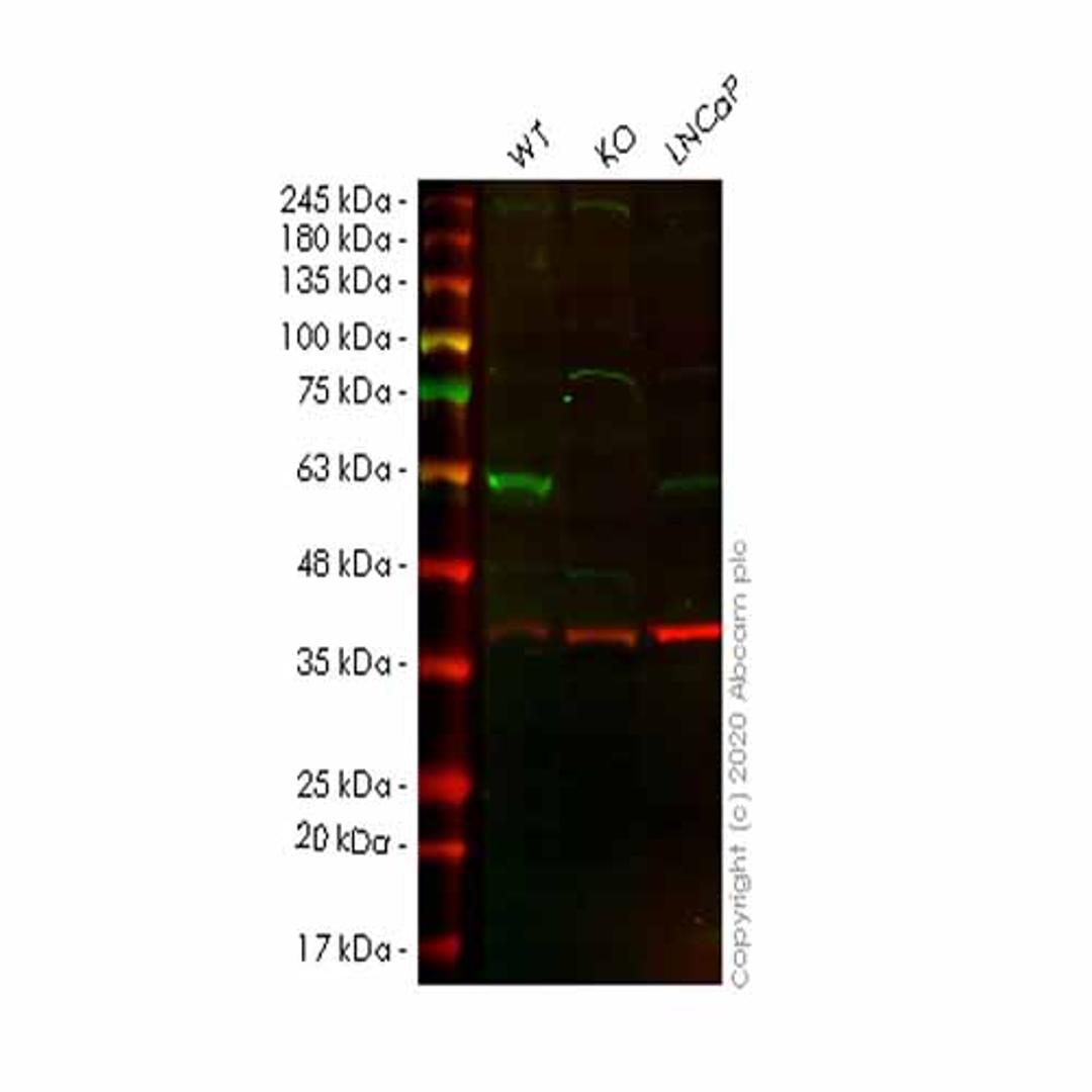 Human SUFU knockout HEK293T cell line - Abcam plc - Life Sciences