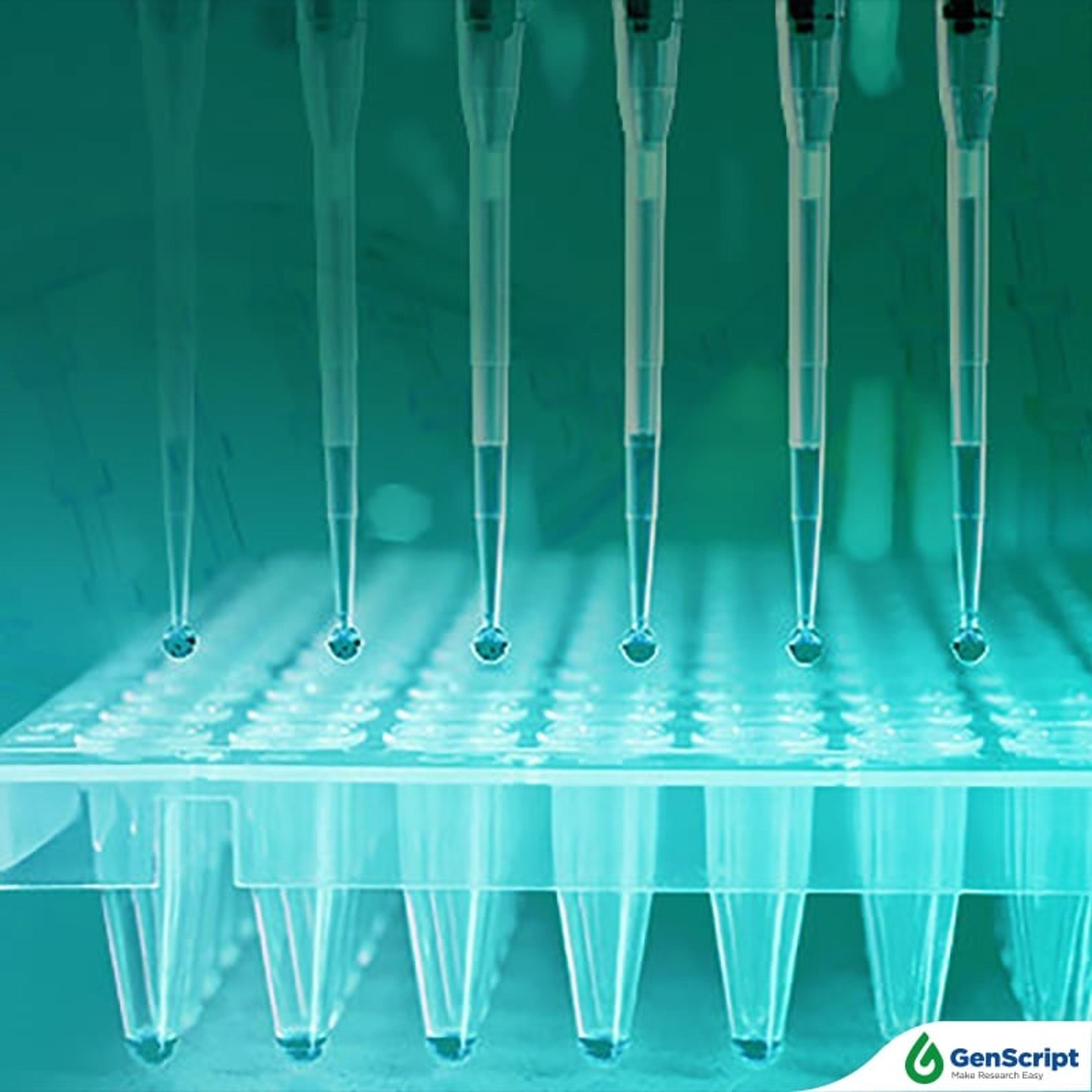 Plasmid DNA Preparation Services - GenScript - Drug Discovery & Development