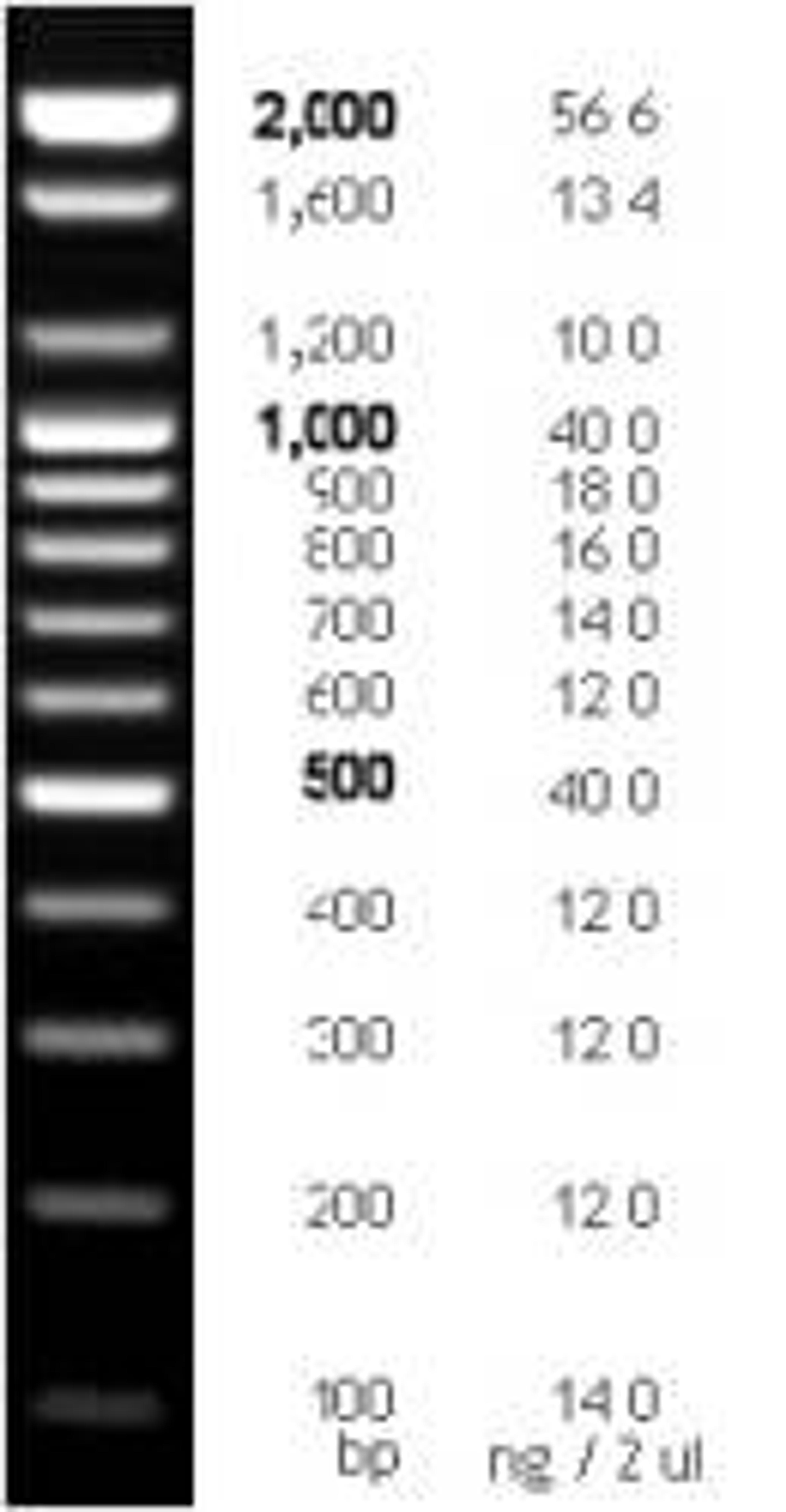 100 bp DNA Ladder, 100 - 2,000 bp, 250 µl (135 ng/µl) - Bioneer - Life Sciences