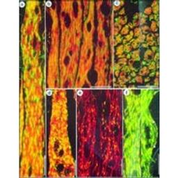 Monoclonal Anti-β-Actin antibody produced in mouse - Merck KGaA, Darmstadt, Germany - Life Sciences