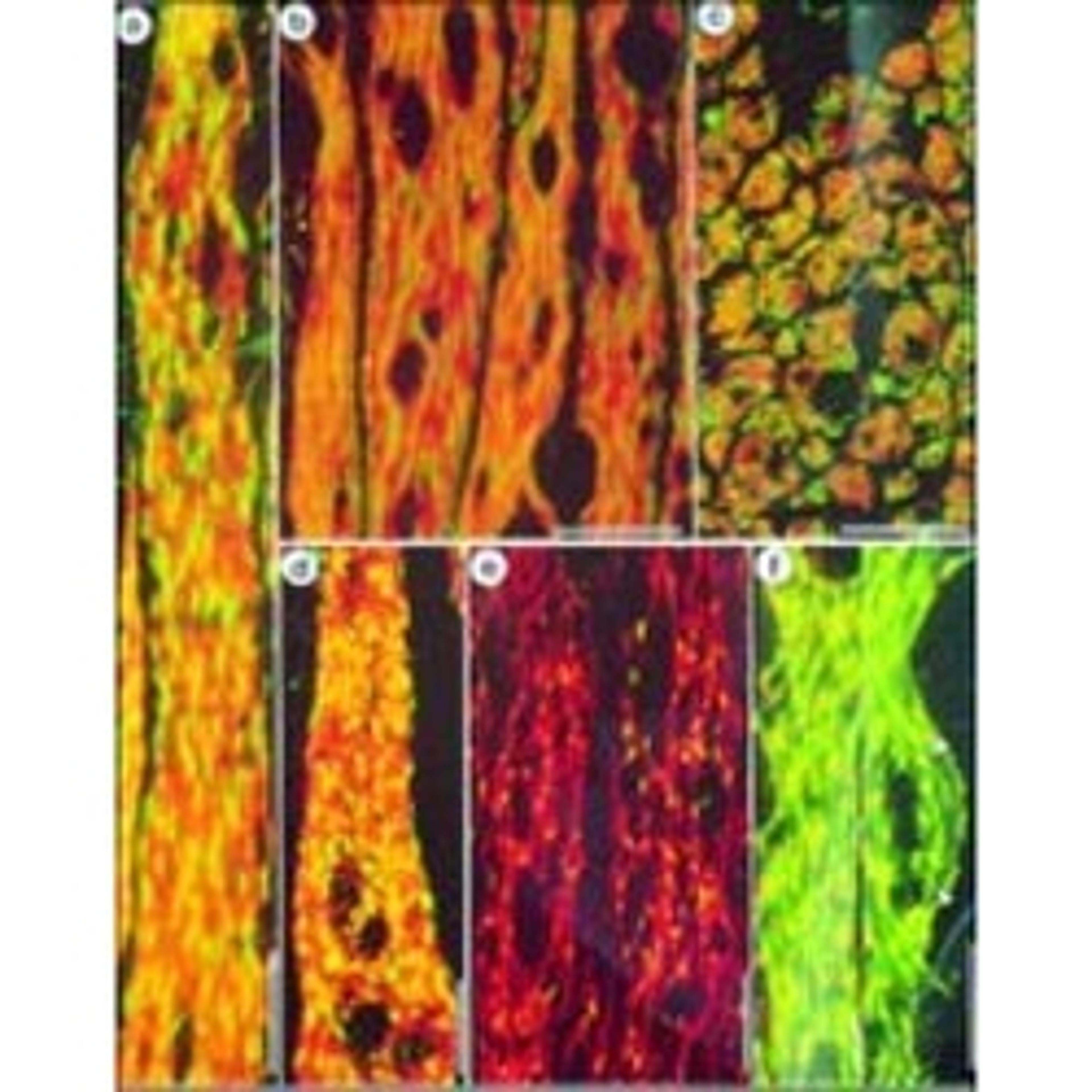 Monoclonal Anti-β-Actin antibody produced in mouse - Merck KGaA, Darmstadt, Germany - Life Sciences