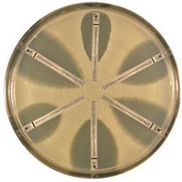 ETEST® - bioMérieux USA - Life Sciences