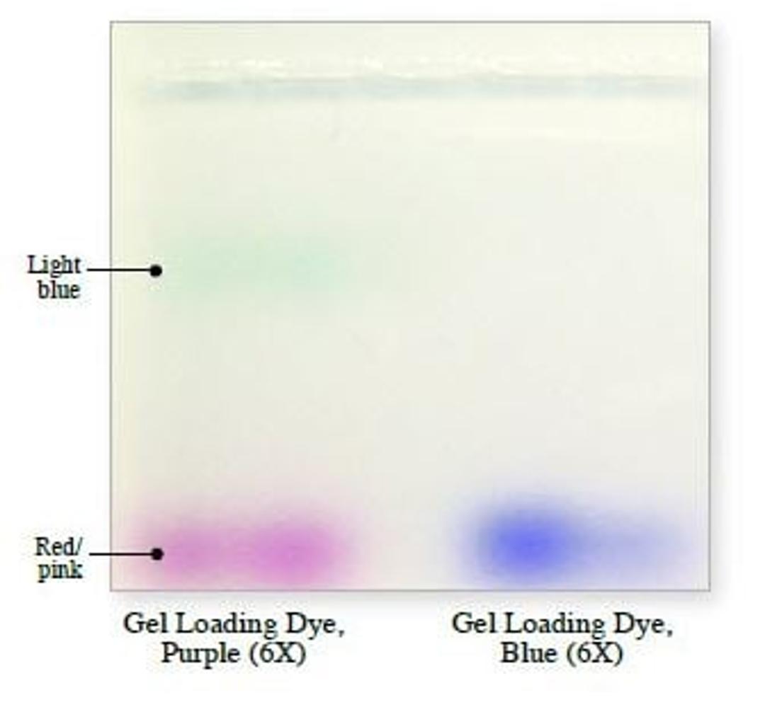 Gel Loading Dye, Purple (6X) - New England Biolabs Inc. - General Lab