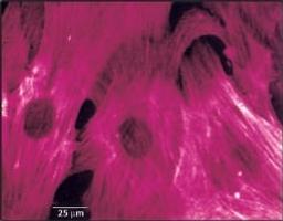 Monoclonal Anti-Actin, α-Smooth Muscle - Merck KGaA, Darmstadt, Germany - Life Sciences