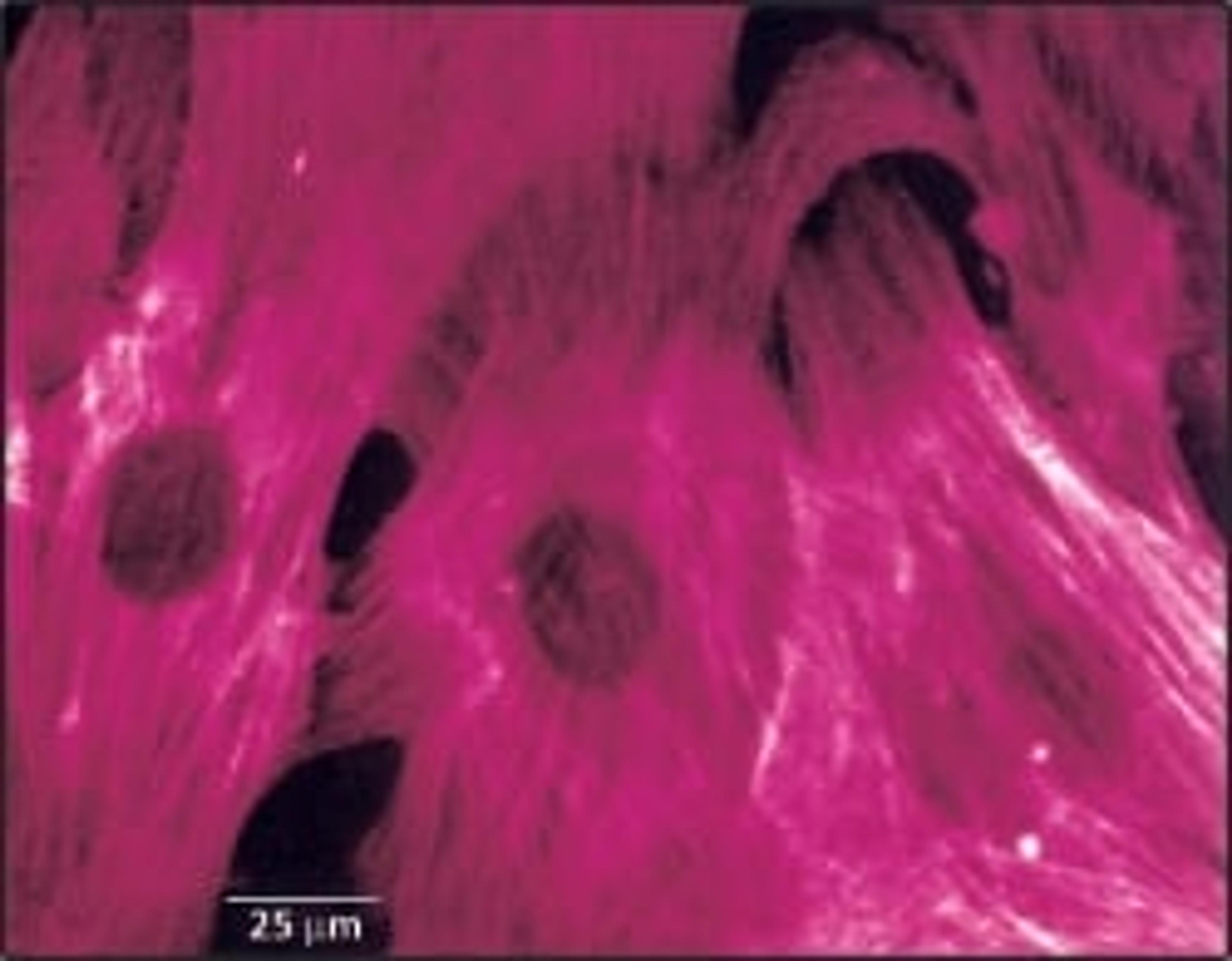 Monoclonal Anti-Actin, α-Smooth Muscle - Merck KGaA, Darmstadt, Germany - Life Sciences
