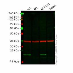 Human PPIB (Cyclophilin B) knockout HeLa cell line - Abcam plc - Life Sciences