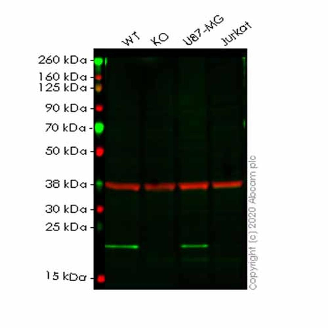 Human PPIB (Cyclophilin B) knockout HeLa cell line - Abcam plc - Life Sciences