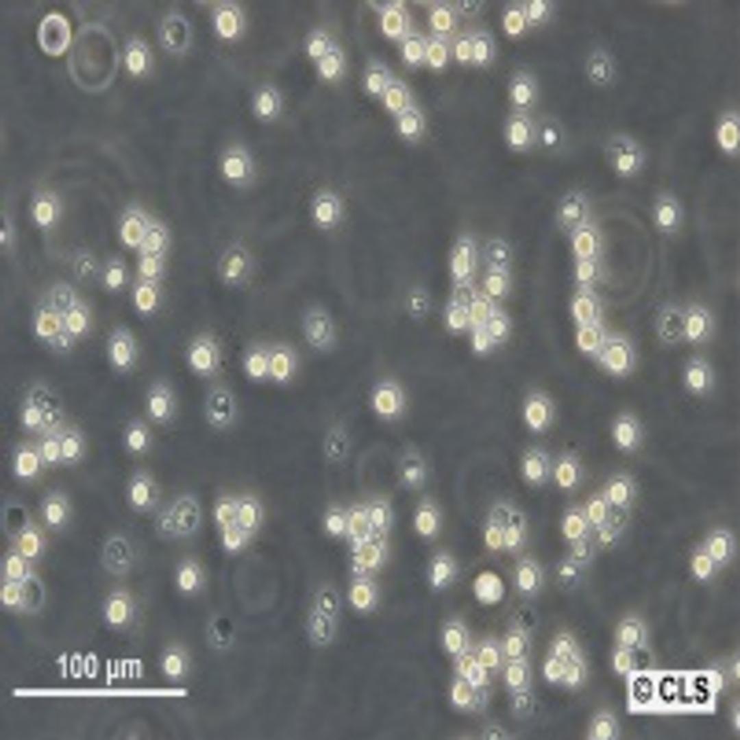 NFS-60 - Cell Lines Service GmbH - Life Sciences