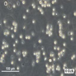 NFS-60 - Cell Lines Service GmbH - Life Sciences