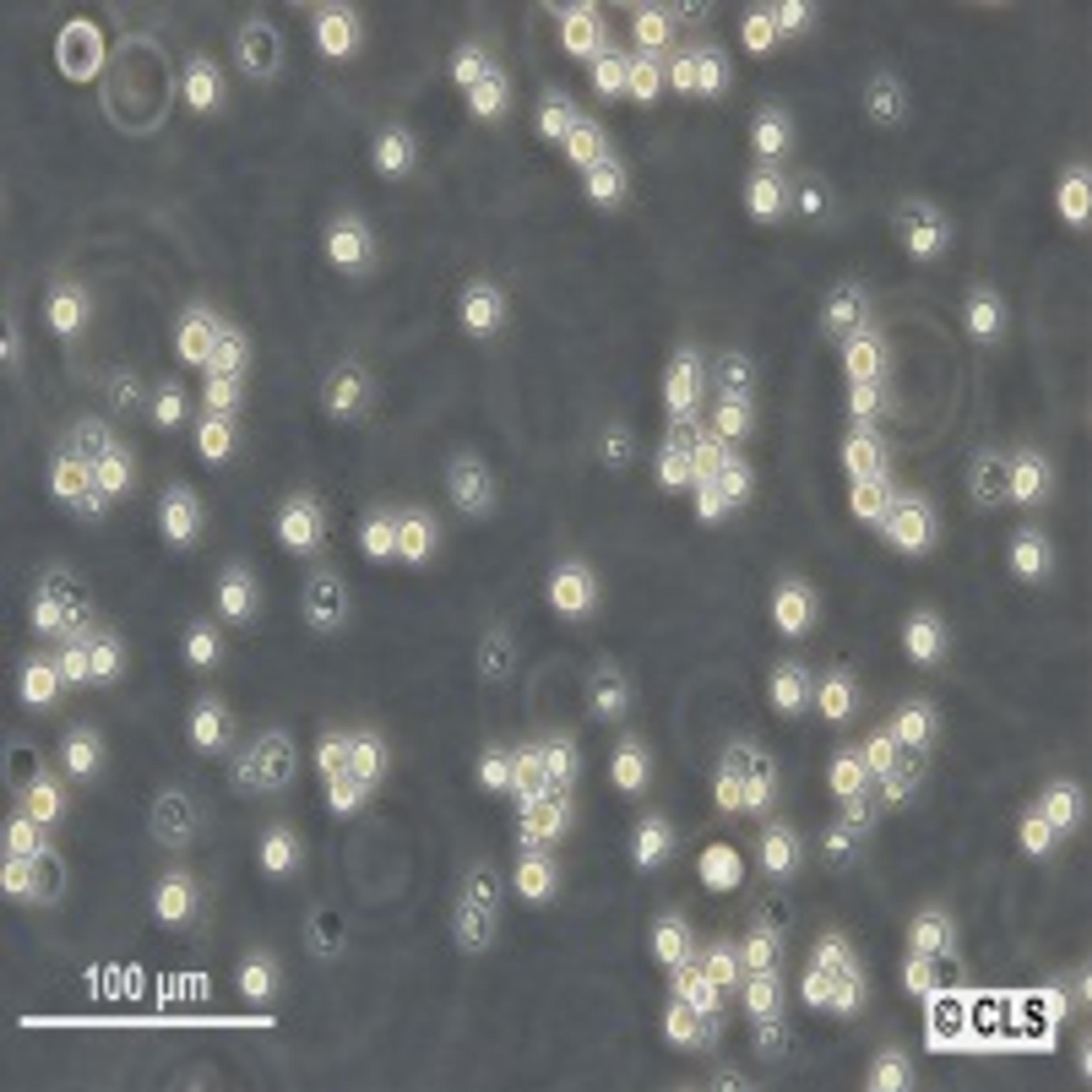 NFS-60 - Cell Lines Service GmbH - Life Sciences