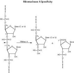 Ribonuclease A from bovine pancreas - Merck KGaA, Darmstadt, Germany - Life Sciences