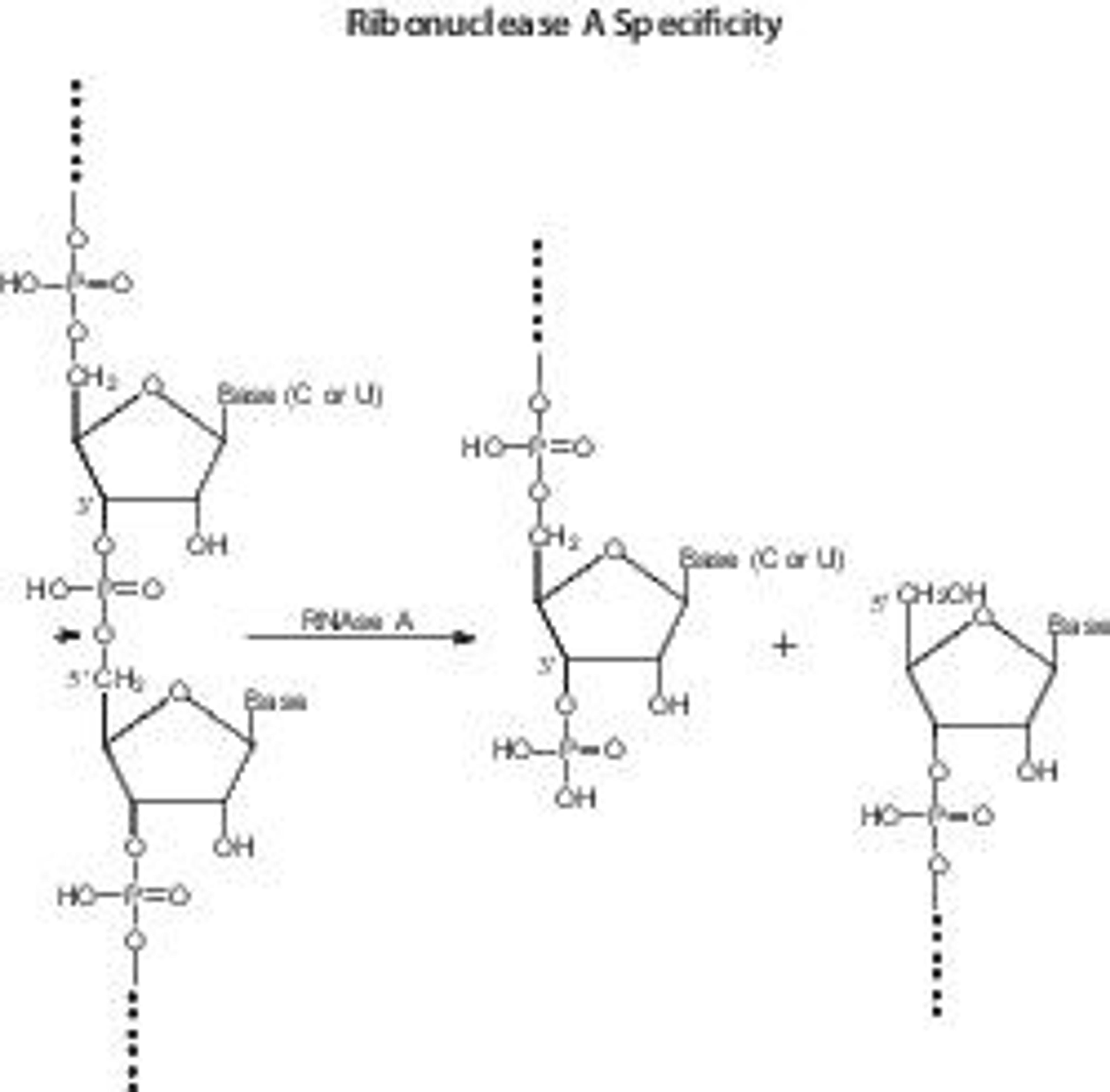 Ribonuclease A from bovine pancreas - Merck KGaA, Darmstadt, Germany - Life Sciences