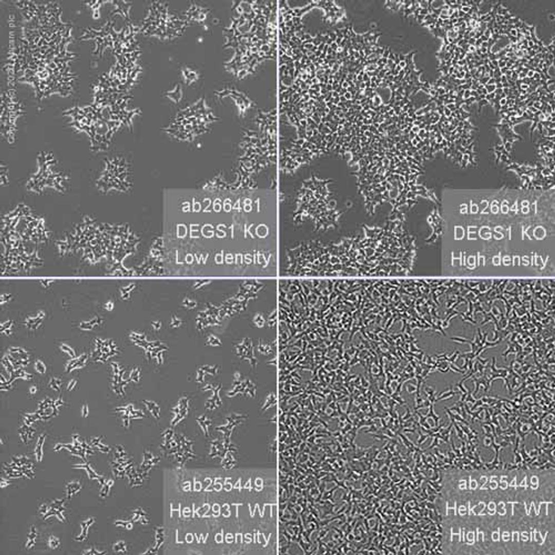 Human DEGS1 (MLD) knockout HEK293T cell line - Abcam plc - Life Sciences