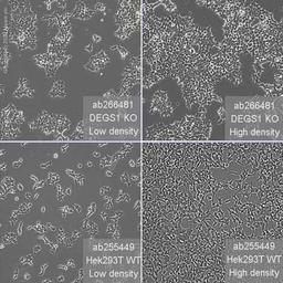 Human DEGS1 (MLD) knockout HEK293T cell line - Abcam plc - Life Sciences