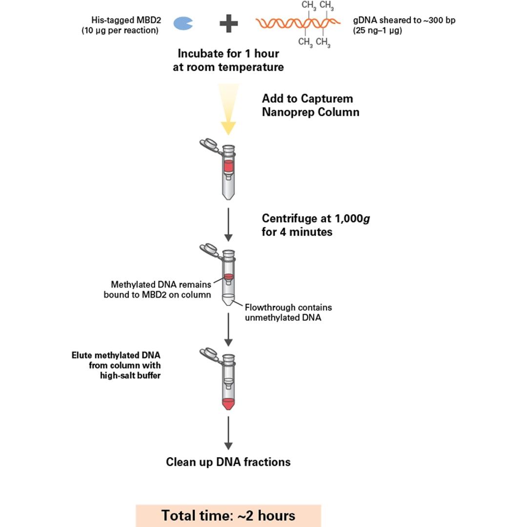 EpiXplore™ Meth-Seq DNA Enrichment Kit - Takara Bio - Life Sciences