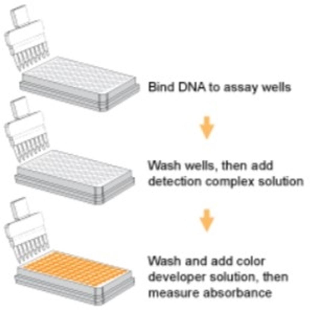 MethylFlash Global DNA Methylation (5-mC) ELISA Easy Kit - Epigentek - Life Sciences
