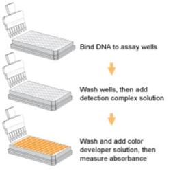 MethylFlash Global DNA Methylation (5-mC) ELISA Easy Kit - Epigentek - Life Sciences