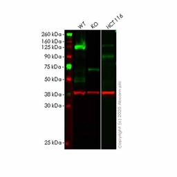 Human TACC3 knockout HEK293T cell line - Abcam plc - Life Sciences