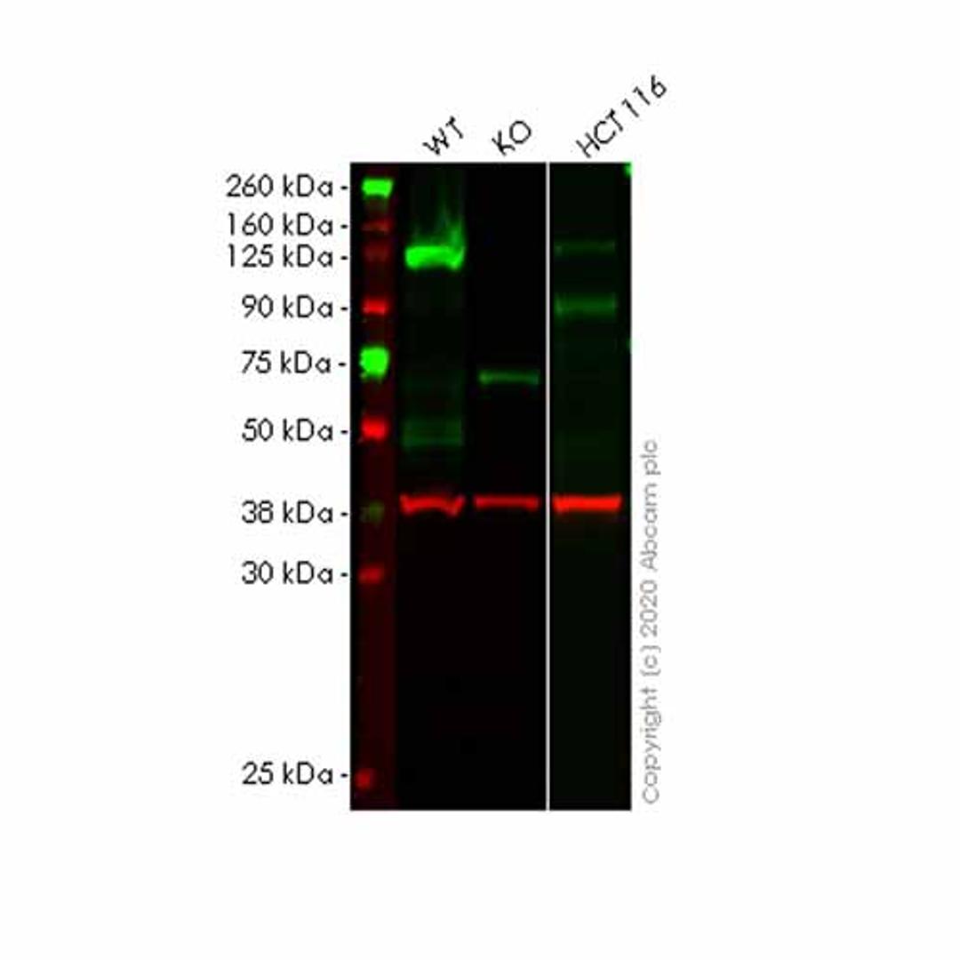 Human TACC3 knockout HEK293T cell line - Abcam plc - Life Sciences